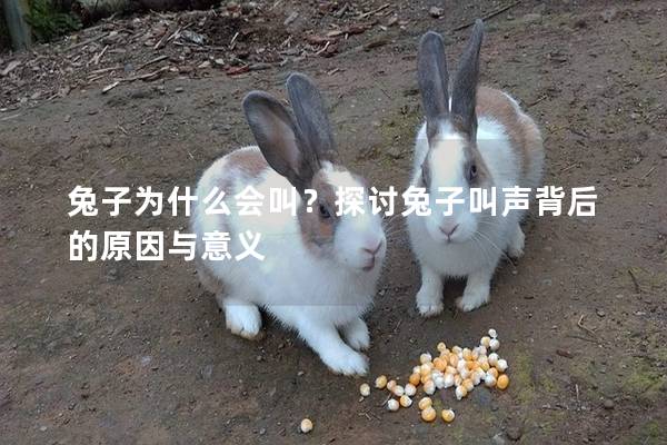 兔子为什么会叫？探讨兔子叫声背后的原因与意义