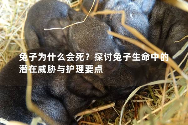 兔子为什么会死？探讨兔子生命中的潜在威胁与护理要点