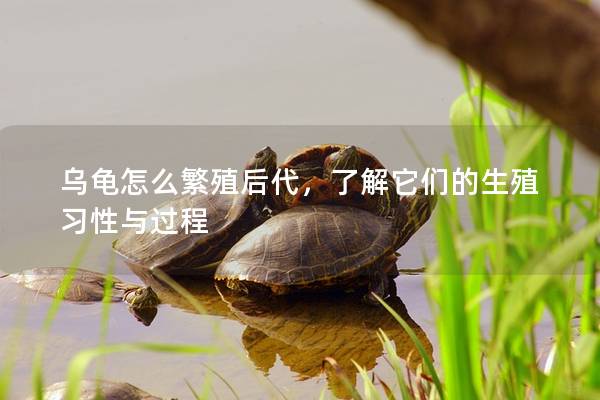 乌龟怎么繁殖后代，了解它们的生殖习性与过程