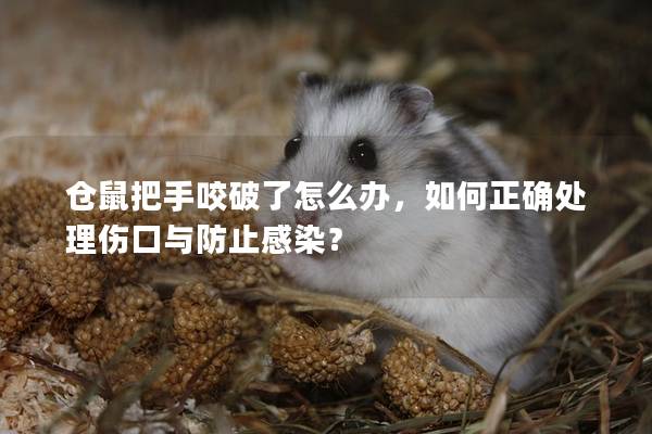 仓鼠把手咬破了怎么办，如何正确处理伤口与防止感染？