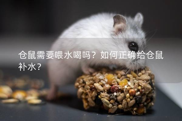 仓鼠需要喂水喝吗？如何正确给仓鼠补水？