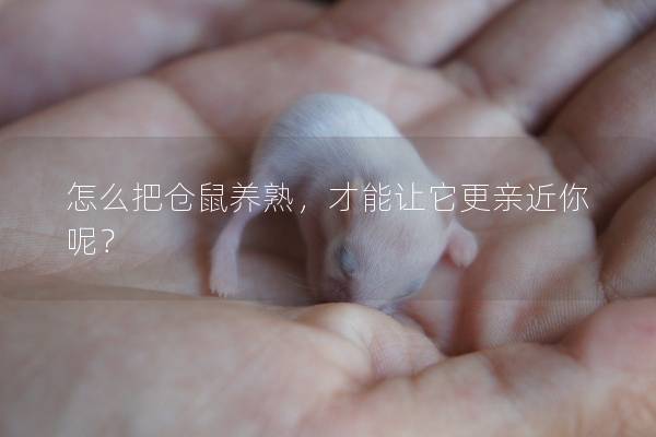 怎么把仓鼠养熟，才能让它更亲近你呢？