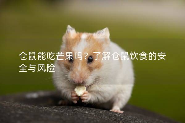 仓鼠能吃芒果吗？了解仓鼠饮食的安全与风险
