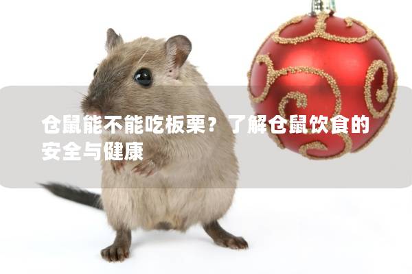 仓鼠能不能吃板栗？了解仓鼠饮食的安全与健康