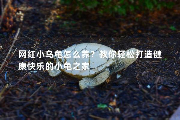 网红小乌龟怎么养？教你轻松打造健康快乐的小龟之家