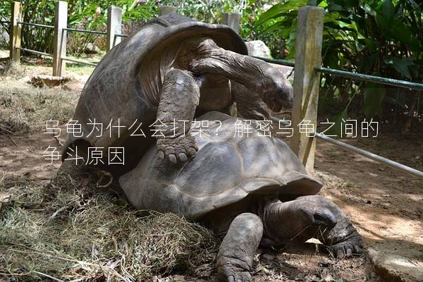 乌龟为什么会打架？解密乌龟之间的争斗原因