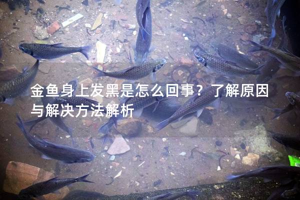 金鱼身上发黑是怎么回事？了解原因与解决方法解析