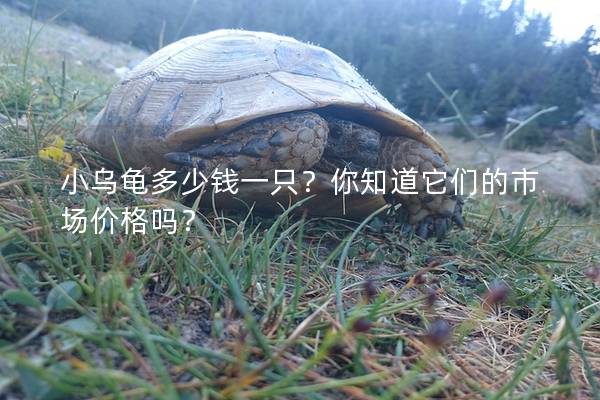 小乌龟多少钱一只？你知道它们的市场价格吗？