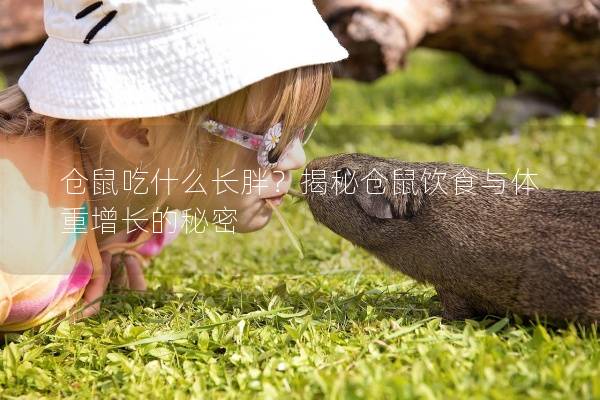 仓鼠吃什么长胖？揭秘仓鼠饮食与体重增长的秘密