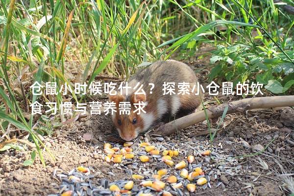 仓鼠小时候吃什么？探索小仓鼠的饮食习惯与营养需求
