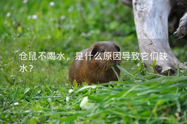 仓鼠不喝水，是什么原因导致它们缺水？