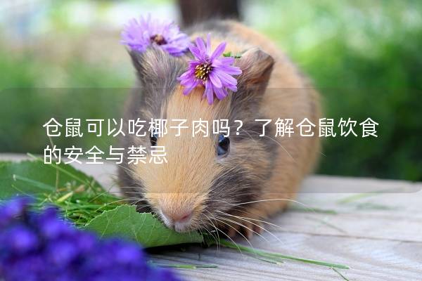 仓鼠可以吃椰子肉吗？了解仓鼠饮食的安全与禁忌