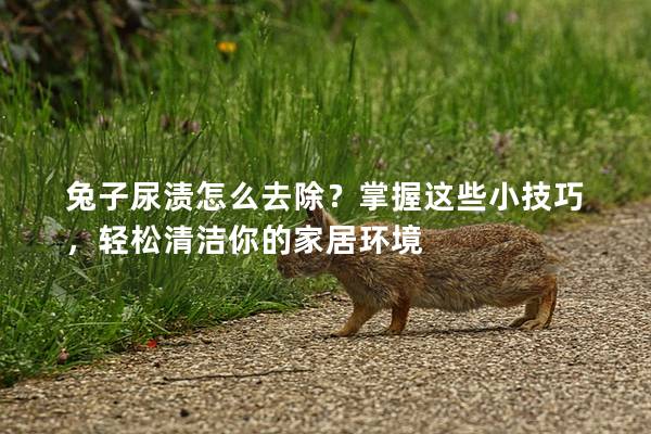 兔子尿渍怎么去除？掌握这些小技巧，轻松清洁你的家居环境