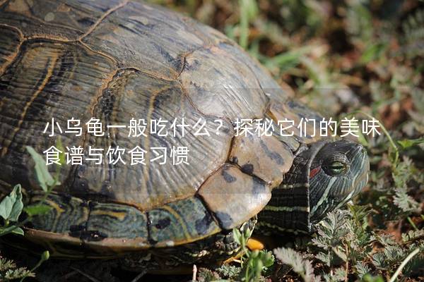 小乌龟一般吃什么？探秘它们的美味食谱与饮食习惯