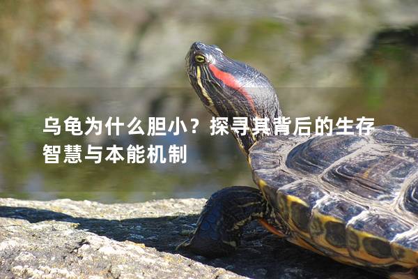 乌龟为什么胆小？探寻其背后的生存智慧与本能机制
