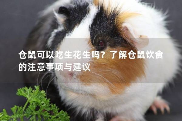 仓鼠可以吃生花生吗？了解仓鼠饮食的注意事项与建议