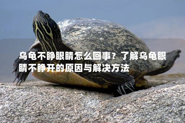 乌龟不睁眼睛怎么回事？了解乌龟眼睛不睁开的原因与解决方法
