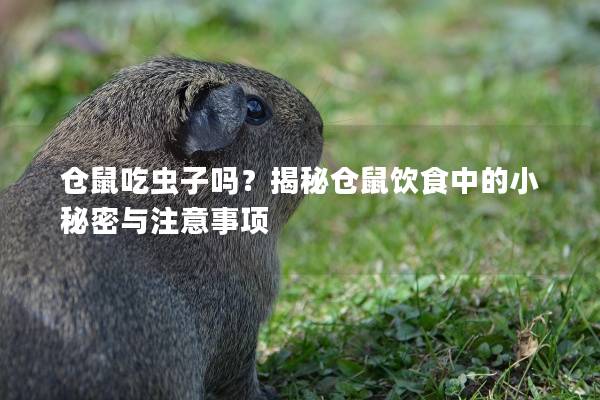 仓鼠吃虫子吗？揭秘仓鼠饮食中的小秘密与注意事项