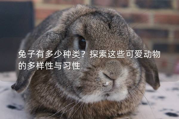 兔子有多少种类？探索这些可爱动物的多样性与习性