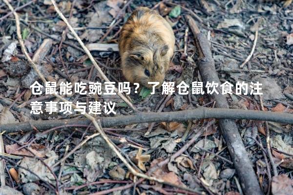 仓鼠能吃豌豆吗？了解仓鼠饮食的注意事项与建议