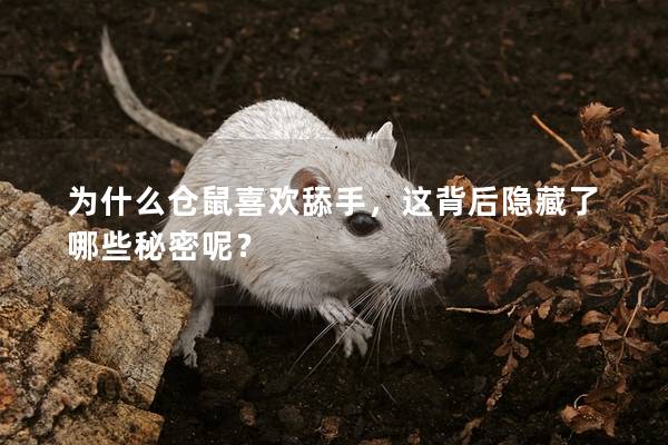 为什么仓鼠喜欢舔手，这背后隐藏了哪些秘密呢？