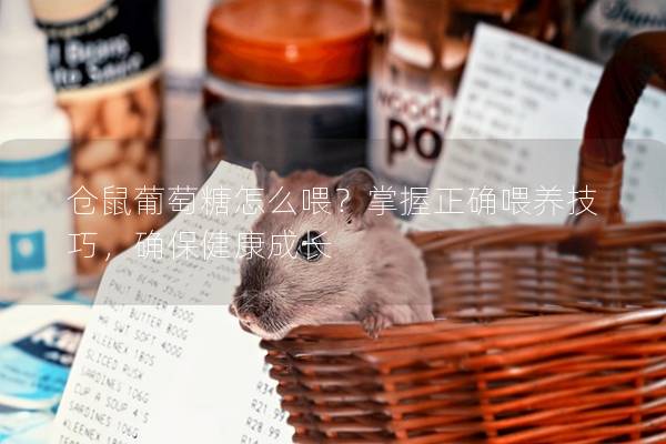 仓鼠葡萄糖怎么喂？掌握正确喂养技巧，确保健康成长