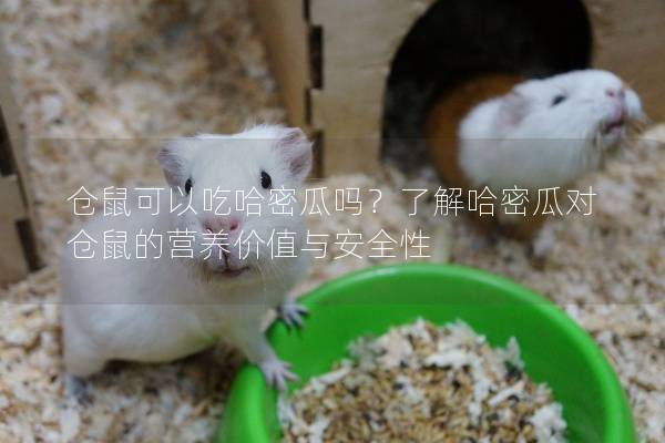 仓鼠可以吃哈密瓜吗？了解哈密瓜对仓鼠的营养价值与安全性