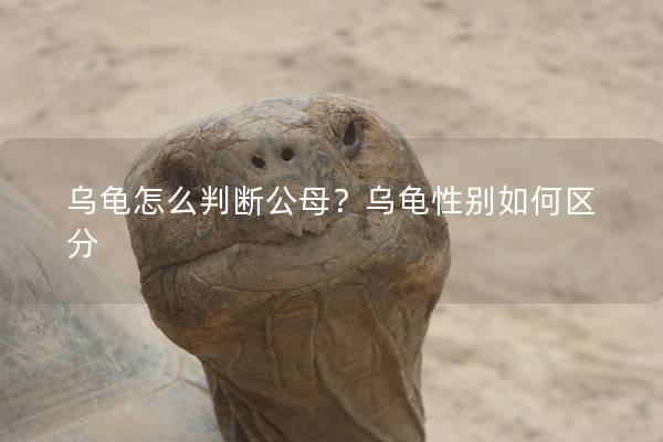 乌龟怎么判断公母？乌龟性别如何区分