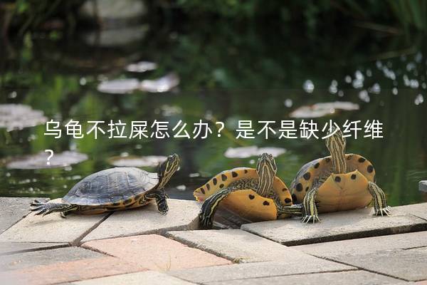 乌龟不拉屎怎么办？是不是缺少纤维？