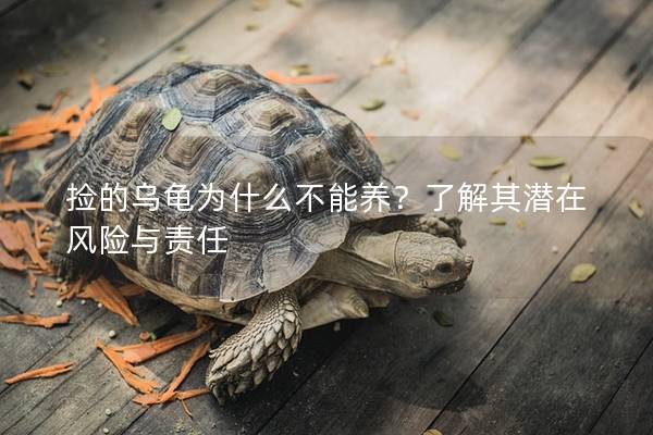 捡的乌龟为什么不能养？了解其潜在风险与责任