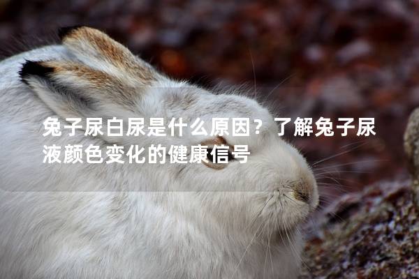 兔子尿白尿是什么原因？了解兔子尿液颜色变化的健康信号