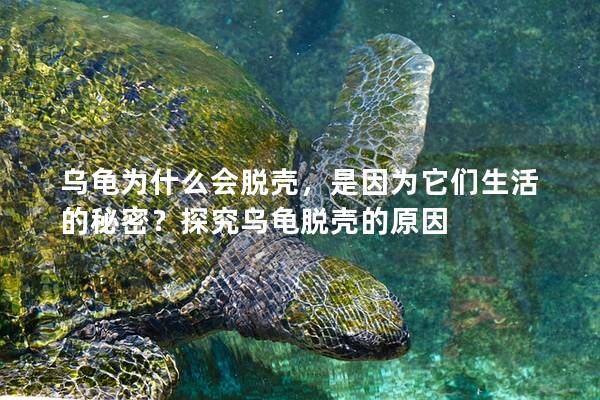 乌龟为什么会脱壳，是因为它们生活的秘密？探究乌龟脱壳的原因