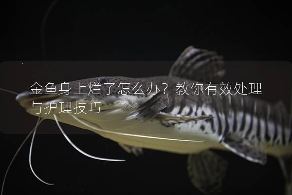 金鱼身上烂了怎么办？教你有效处理与护理技巧