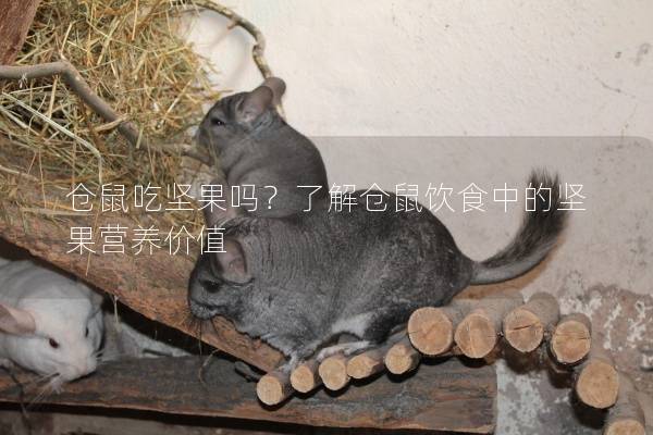 仓鼠吃坚果吗？了解仓鼠饮食中的坚果营养价值