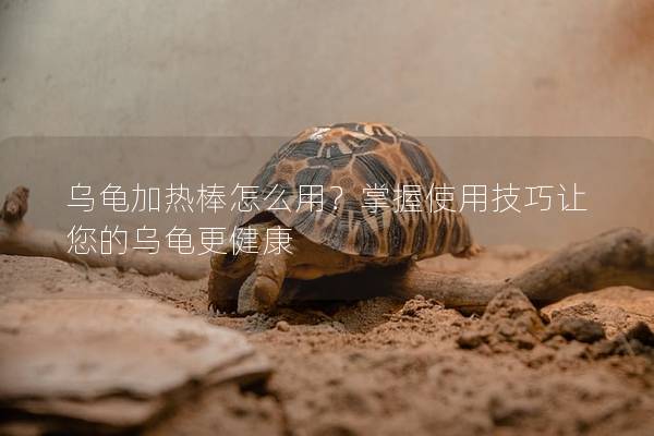 乌龟加热棒怎么用？掌握使用技巧让您的乌龟更健康