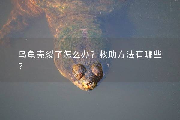 乌龟壳裂了怎么办？救助方法有哪些？