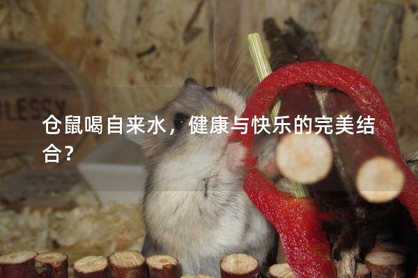 仓鼠喝自来水，健康与快乐的完美结合？