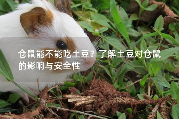 仓鼠能不能吃土豆？了解土豆对仓鼠的影响与安全性