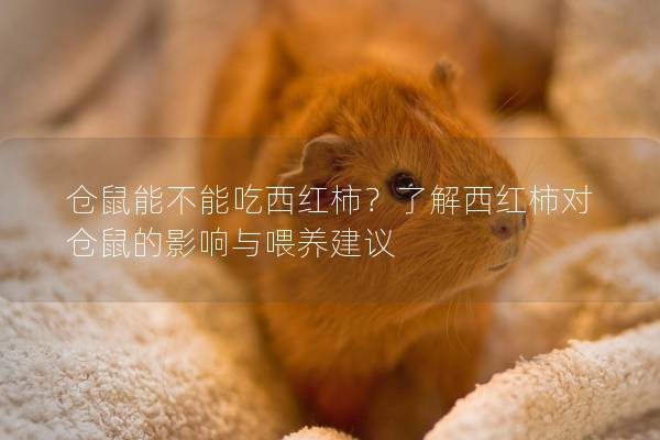 仓鼠能不能吃西红柿？了解西红柿对仓鼠的影响与喂养建议