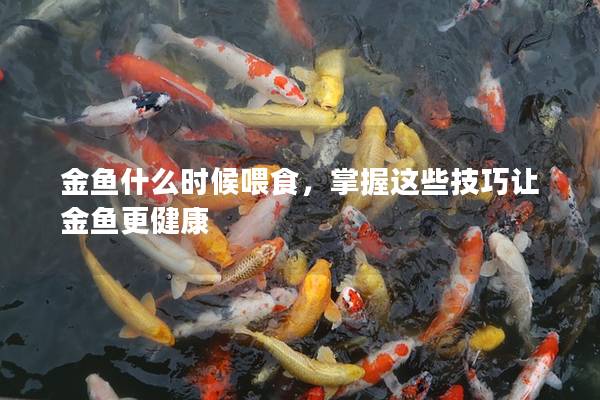 金鱼什么时候喂食，掌握这些技巧让金鱼更健康