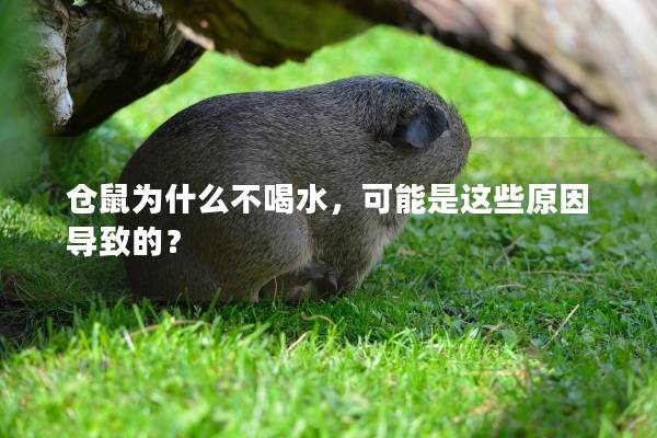 仓鼠为什么不喝水，可能是这些原因导致的？