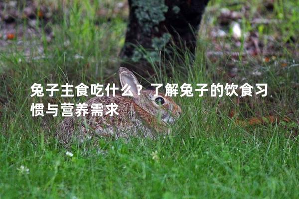 兔子主食吃什么？了解兔子的饮食习惯与营养需求