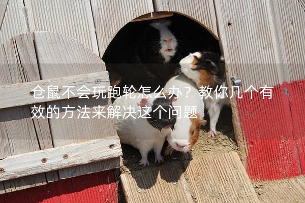 仓鼠不会玩跑轮怎么办？教你几个有效的方法来解决这个问题