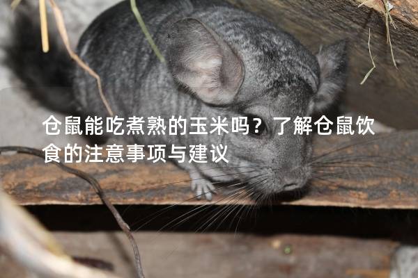 仓鼠能吃煮熟的玉米吗？了解仓鼠饮食的注意事项与建议