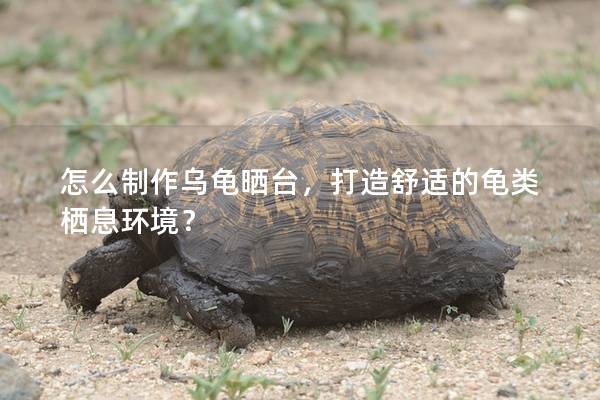 怎么制作乌龟晒台，打造舒适的龟类栖息环境？