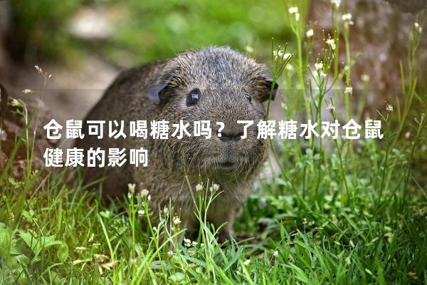仓鼠可以喝糖水吗？了解糖水对仓鼠健康的影响