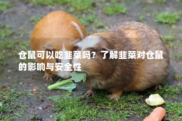 仓鼠可以吃韭菜吗？了解韭菜对仓鼠的影响与安全性