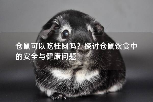 仓鼠可以吃桂圆吗？探讨仓鼠饮食中的安全与健康问题