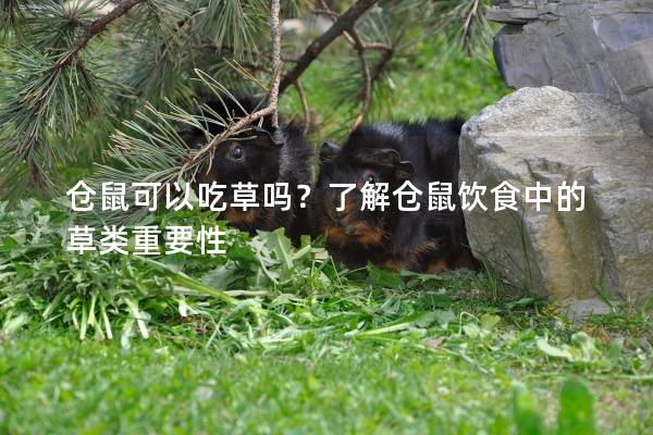 仓鼠可以吃草吗？了解仓鼠饮食中的草类重要性