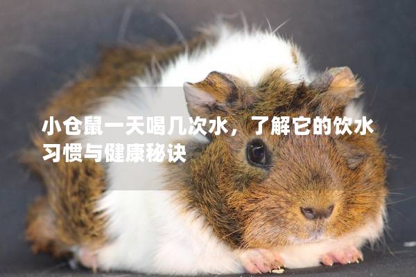 小仓鼠一天喝几次水，了解它的饮水习惯与健康秘诀